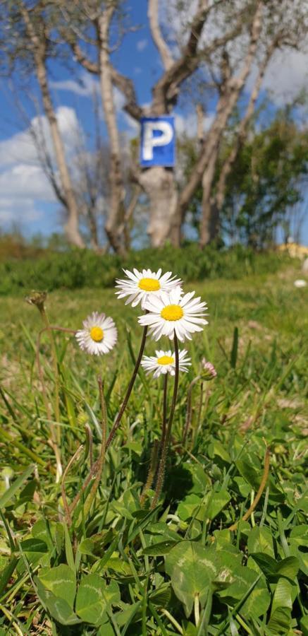 La Dolce Vita Castelfidardo Exteriér fotografie